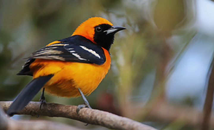 Hooded Oriole