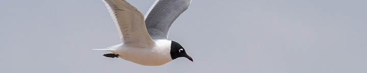 Franklin's Gull, photographed by Benjamin Van Doren