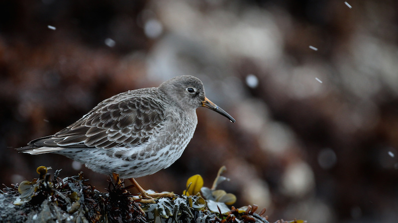 Purple Sandpiper, Ian Davies