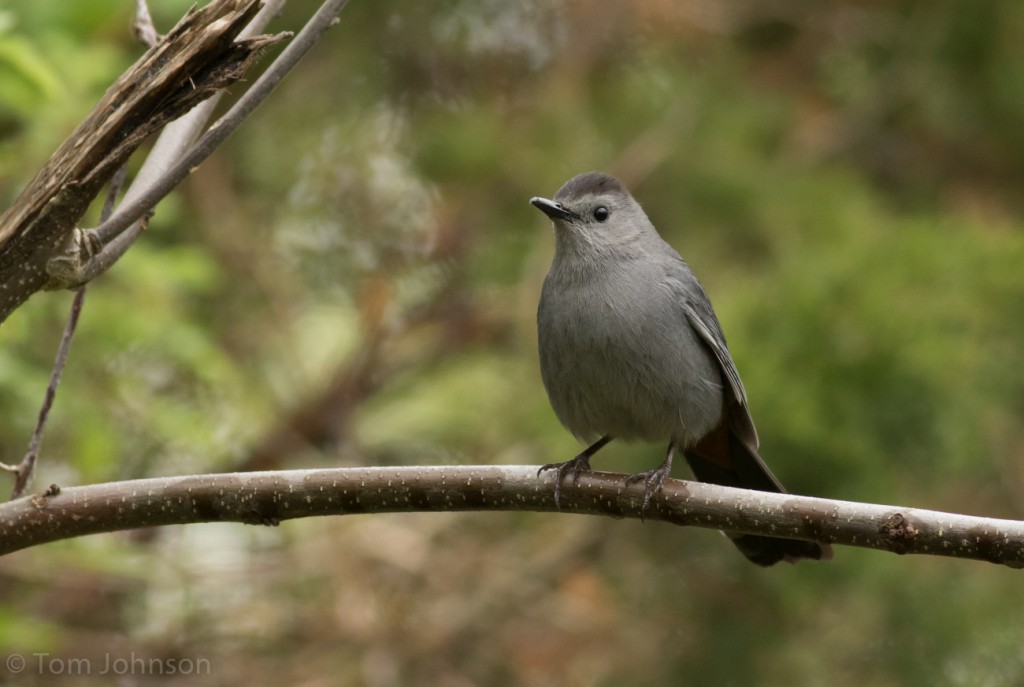 Gray Catbird, one of many present in Cape May, NJ on 2 May. Tom Johnson/Macaulay Library. eBird S29362490