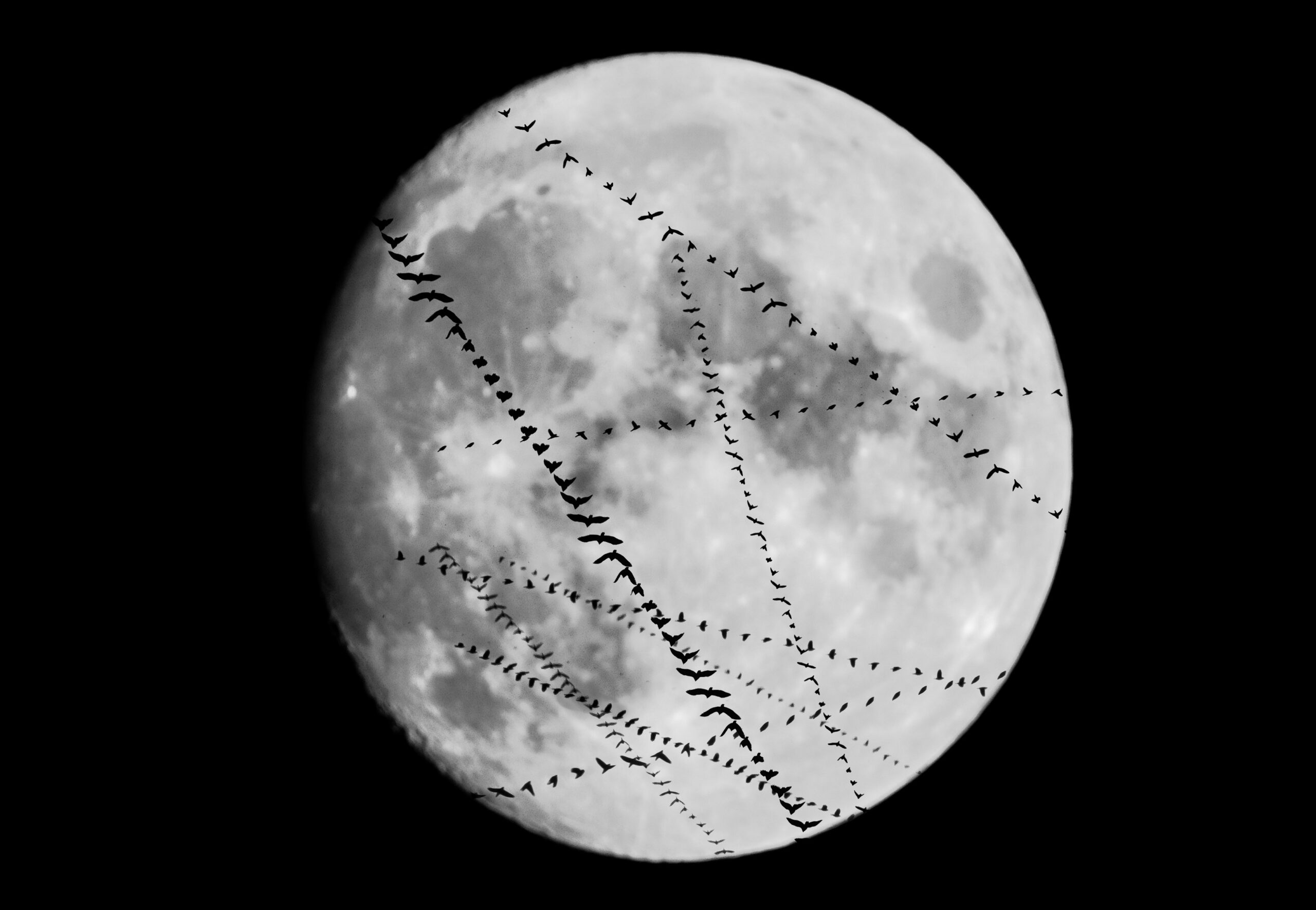 Multiple exposure of nocturnally migrating birds over Lexington, KY. Photo: Frank Döring