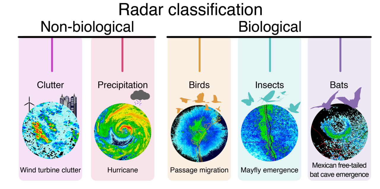 diagram showing different kinds of biological and non-biological items that radar can classify, including clutter, precipitation, birds, insects, and bats.