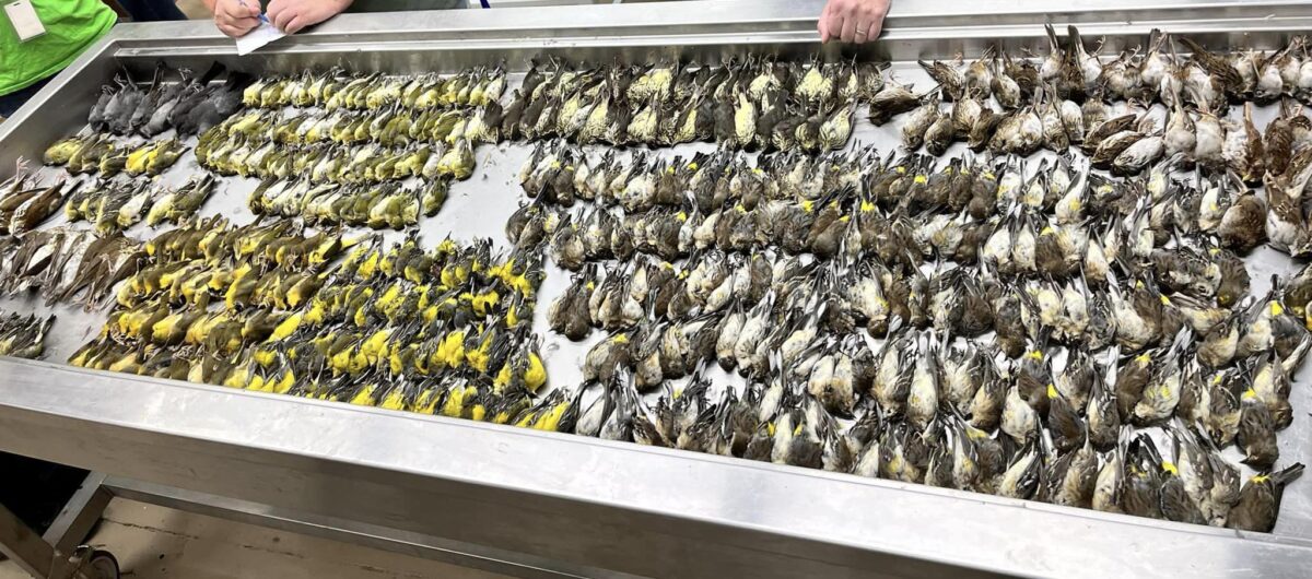 Bird collision victims from a Chicago building, 5 October 2023, Field Museum.