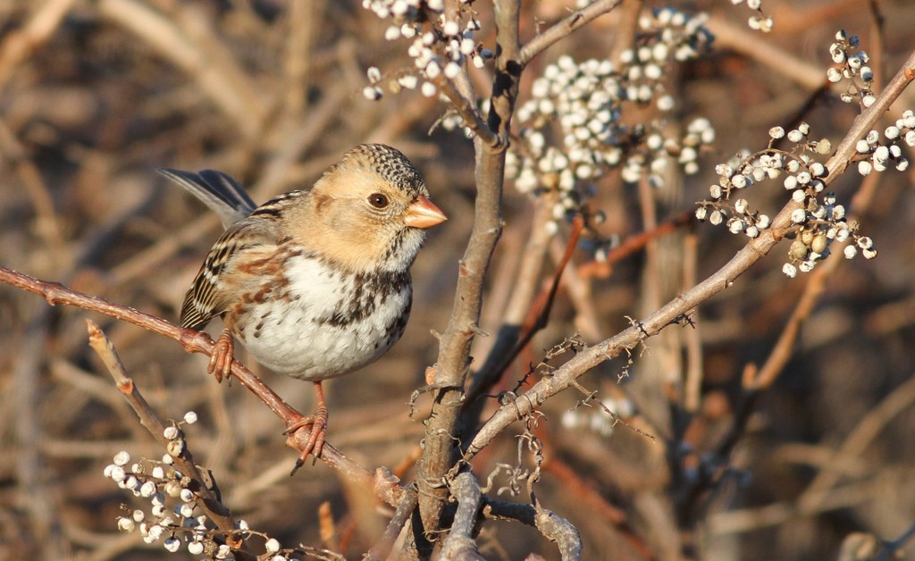 Harris' Sparrow, © Ian Davies