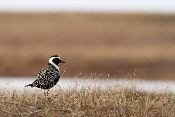 American Golden-Plover