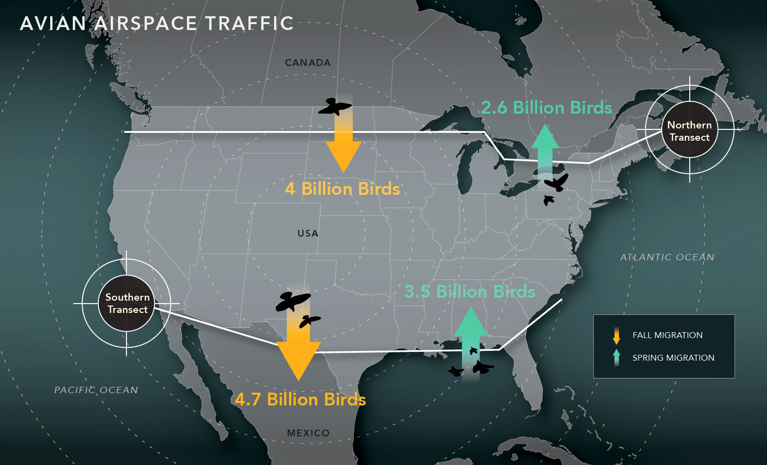 Cornell Lab of Ornithology researchers used weather-radar data to count the numbers of birds crossing the northern and southern borders of the United States in fall and spring. View larger image. Source: AM Dokter et al. (2018). Graphic by Jillian Ditner.