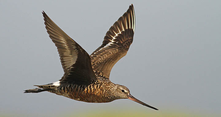 Hudsonian Godwit © Luke Seitz