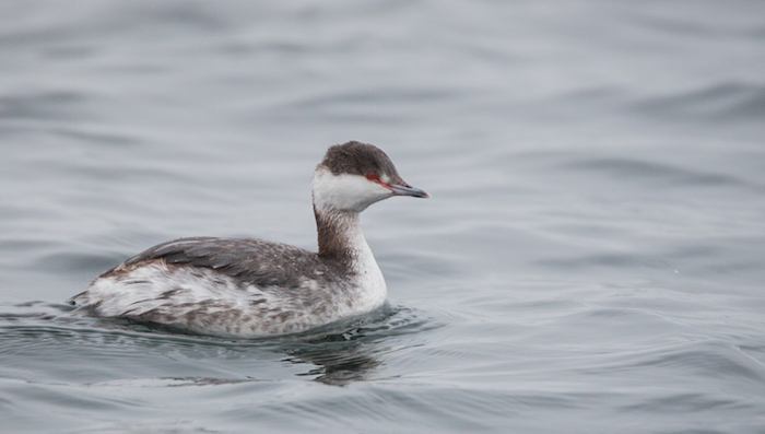 Horned Grebe, Ian Davies