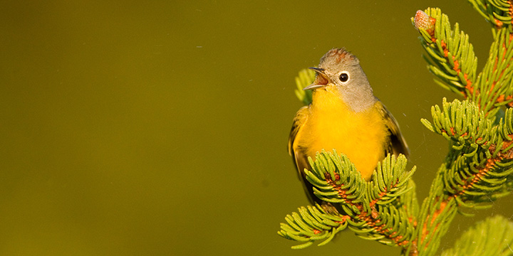Nashville Warbler © Ian Davies