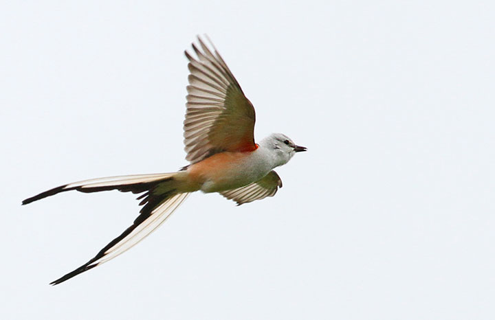 Scissor-tailed Flycatcher