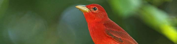 Summer Tanager © Luke Seitz