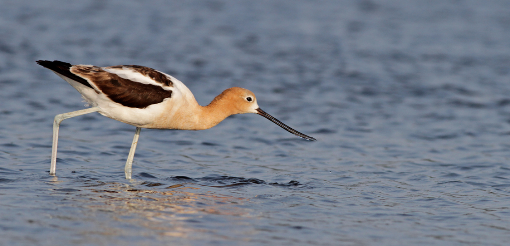 American Avocet © Ian Davies
