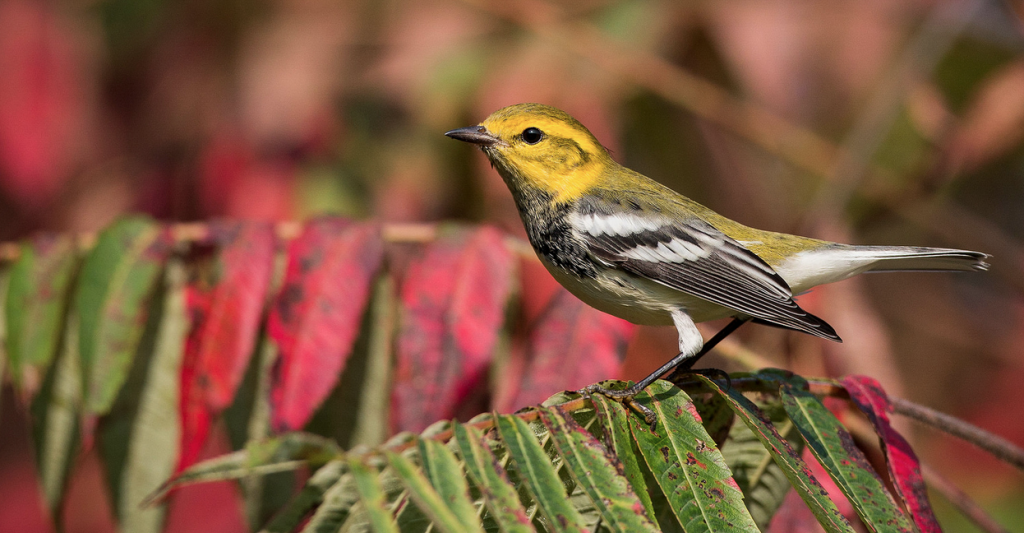 Black-throated Green Warbler. © Ian Davies