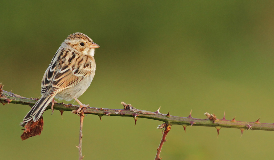 Clay-colored Sparrow. © Ian Davies