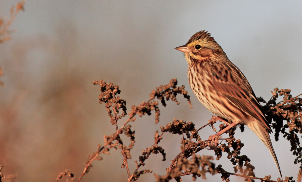 Savannah Sparrow. © Ian Davies