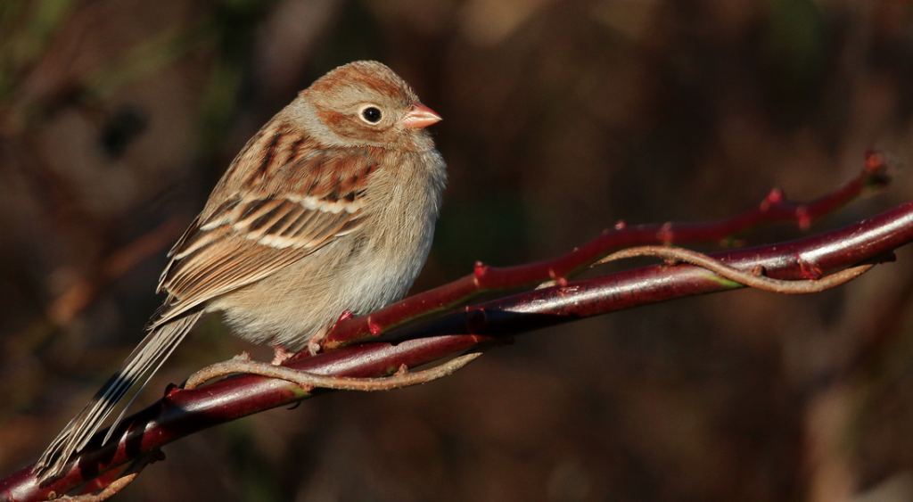 Field Sparrow, © Ian Davies