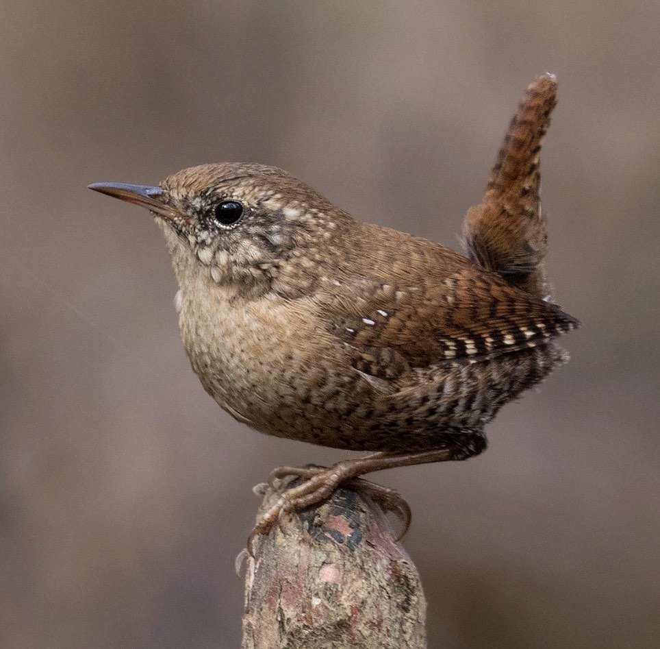 Winter Wren. Mark Johnson/Macaulay Library. 15 Mar 2016 eBird S28242384, ML 25763621