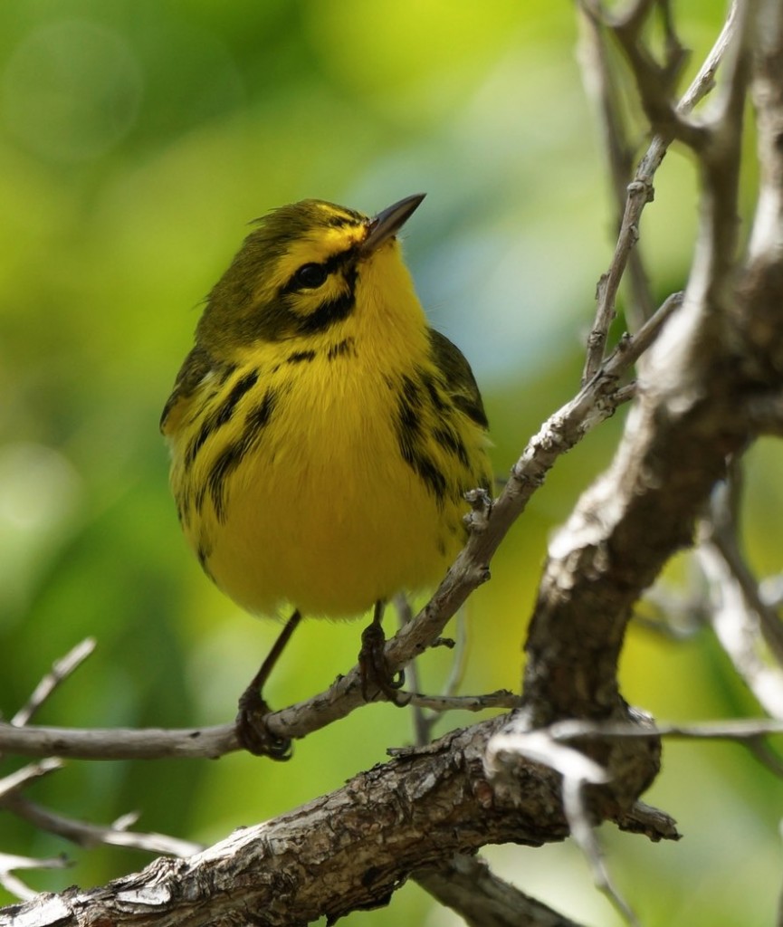 Prairie Warbler. Teri Zambon/Macaulay Library. 9 Mar 2016. eBird S28071915, ML 25645611