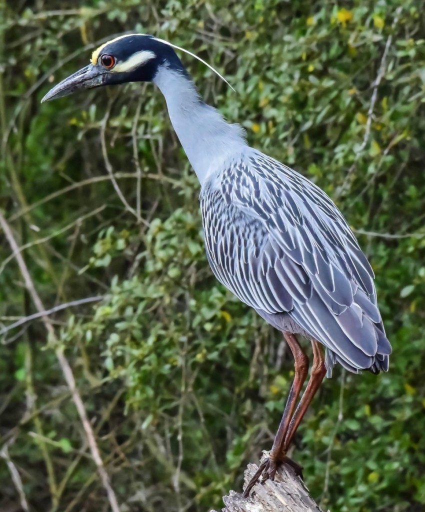 Yellow-crowned Night-Heron. Dwayne Litteer/Macaulay Library. 7 Mar 2016. eBird S28026197, ML 25428601