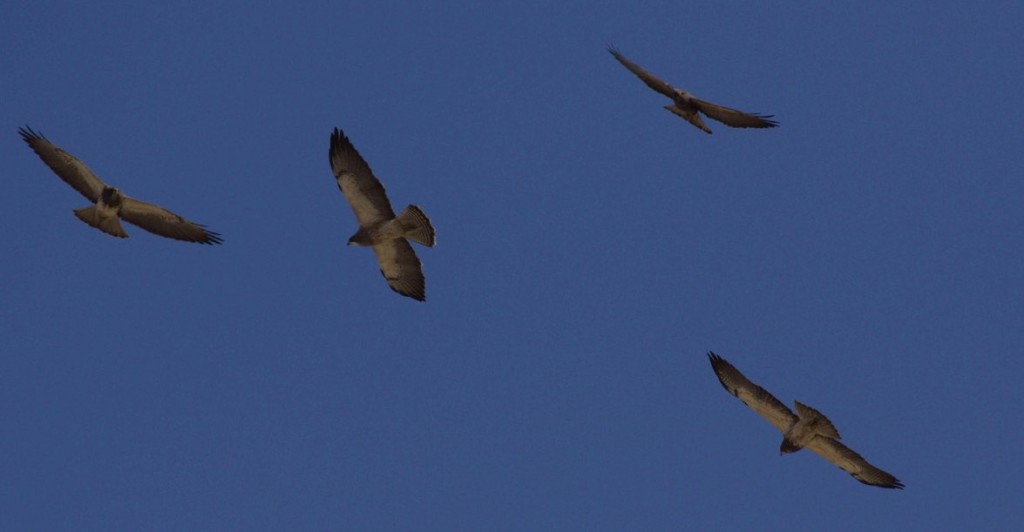 Swanson's Hawk. DAB DAB/Macaulay Library. 13 Mar 2016. eBird S28156070, ML 25690881