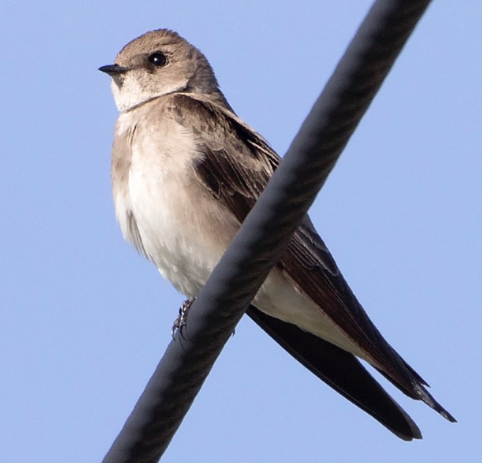 Northern Rough-winged Swallow. Bradley Hacker/Macaulay Library. 15 Mar 2016 eBird S28239965, ML 25760121