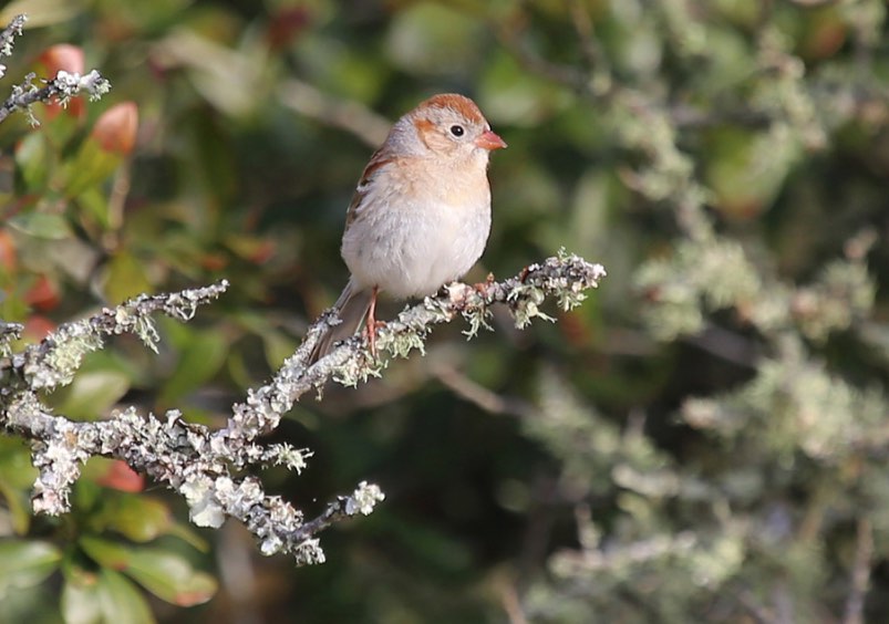 Field Sparrow. Rob Bielawski/Macaulay Library. 13 Mar 2016 eBird S28136487ML 25715601