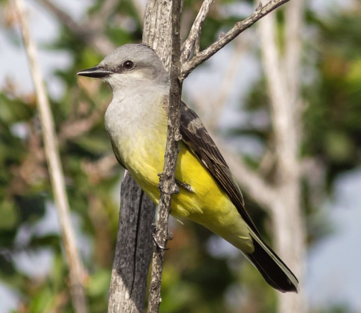 Western Kingbird. Jeff Bray/Macaulay Library. 14 Mar 2016 eBird S28225152 ML 25723981