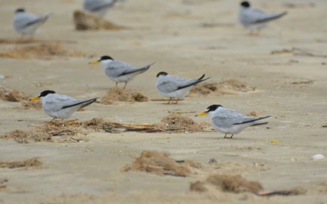 Least Tern. Jeff Sexton/Macaulay Library. 19 Mar 2016 eBird S28436080, ML 25908831