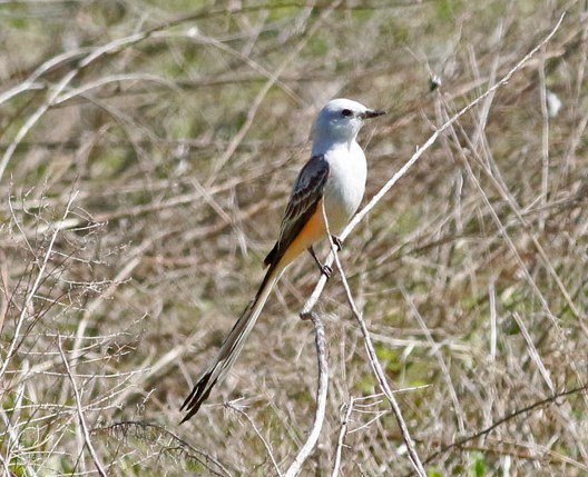 Scissor-tailed Flycatcher. Kris Petersen/Macaulay Library 22 Mar 2016 eBird S28487748, ML 26117991