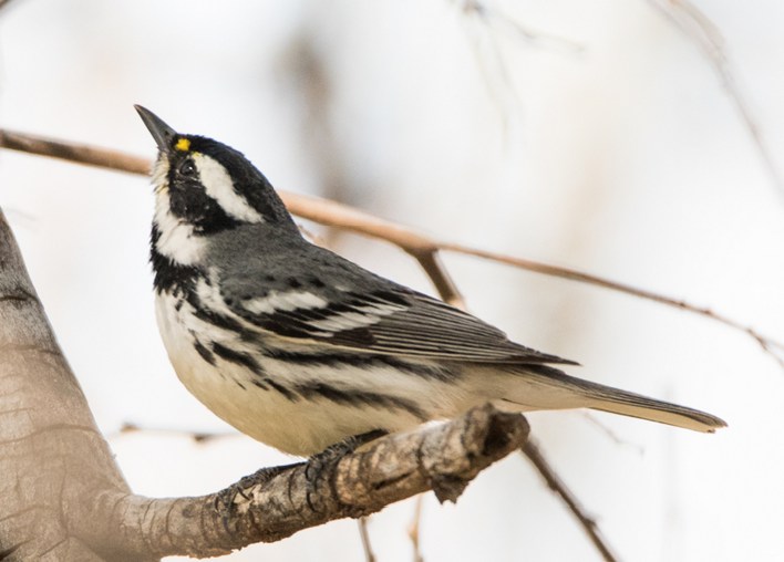 Black-throated Gray Warbler. Sue Barth/Macaulay Library 18 Mar 2016 eBird S28410885, ML 25943771