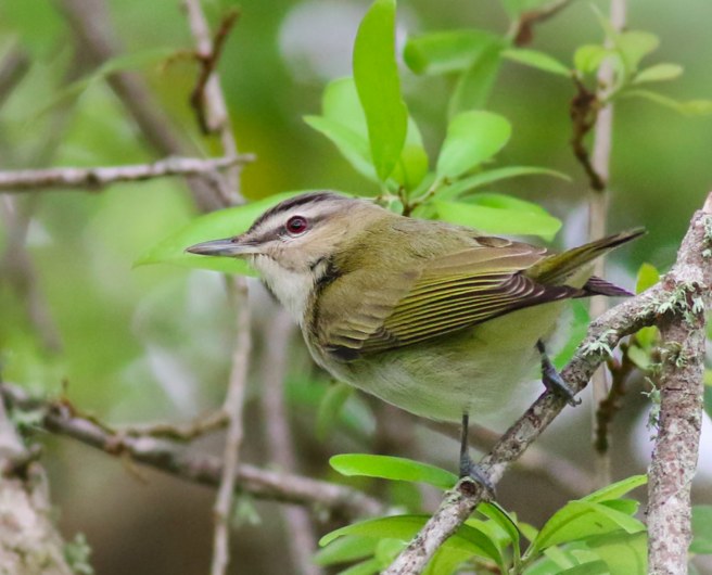 Screen Shot 2016-03-25 at 5.48.03 PM