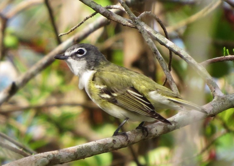 Screen Shot 2016-03-25 at 5.49.27 PM