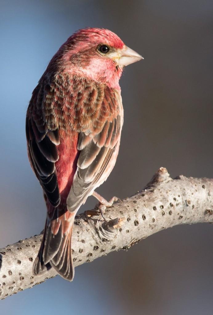 Purple Finch. Jean Guy Chouinard/Macaulay Library. 28 Mar 2016. eBird S28609834