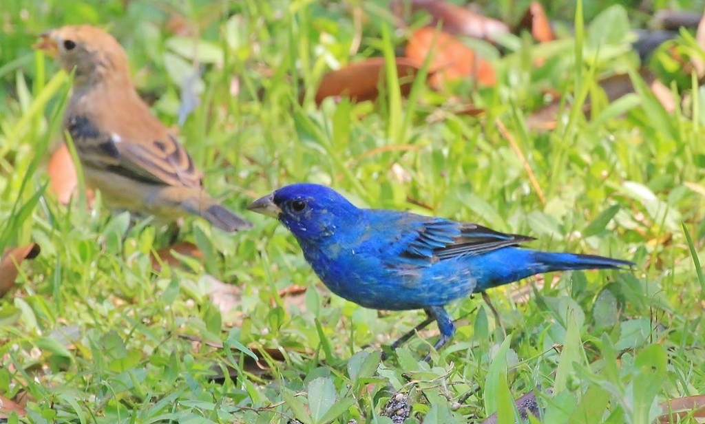 Indigo Bunting. Anonymous eBirder/Macaulay Library. 26 Mar 2016. eBird S28566155