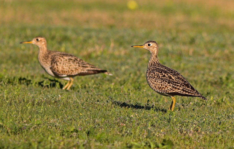 Upland Sandpiper. Stephen Pollard/Macaulay Library. 27 Mar 2016. eBird S28593818