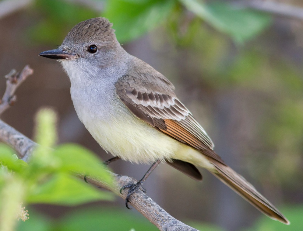 Ash-throated Flycatcher. Jeff Bray/Macaulay Library. 26 Mar 2016. eBird S28557403