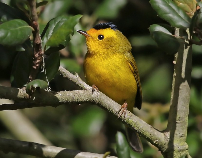 Wilson's Warbler. Matt Davis/Macaulay Library. 25 Mar 2016. eBird S28542055