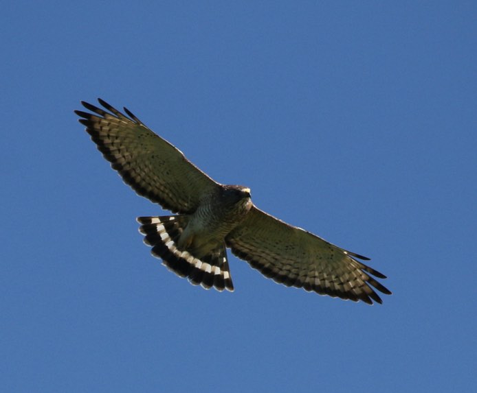 Broad-winged Hawk. James Rieman/Macaulay Library. 5 Apr 2016. eBird S28769302