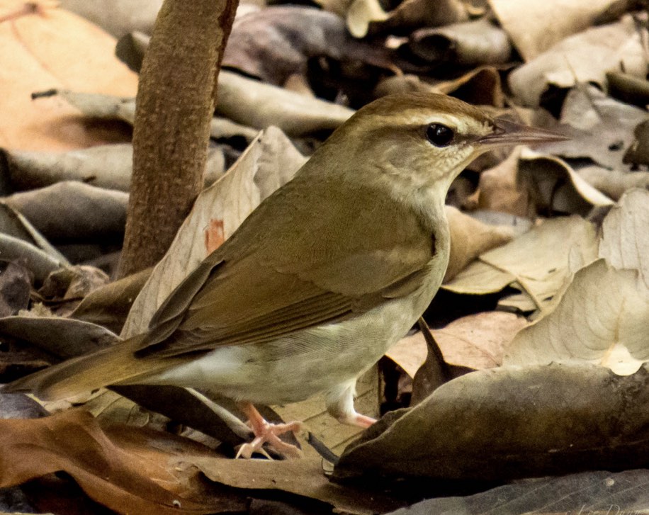 Swainson's Warbler. Lee Dunn/Macaulay Library. 25 Mar 2016. eBird S28535377