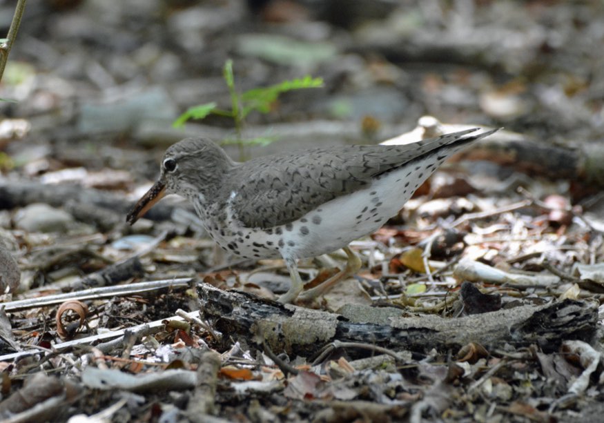 Spotted Sandpiper. Eileen Bennett/Macaulay Library. 5 Apr 2016 eBird S28758385