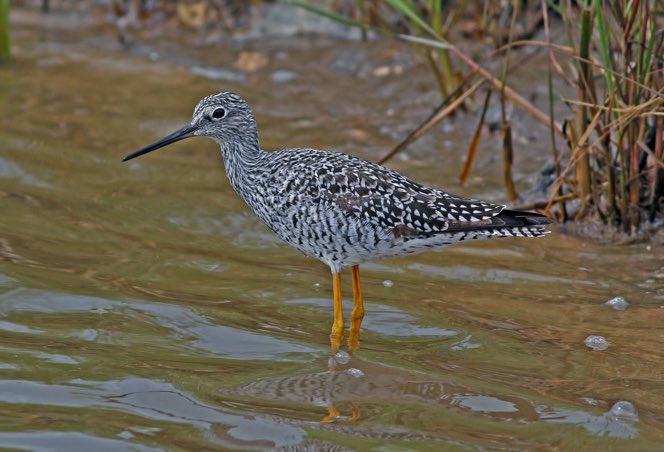 Screen Shot 2016-04-08 at 2.47.07 PM