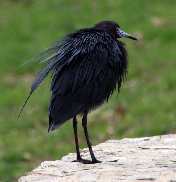 Screen Shot 2016-04-08 at 2.49.27 PM