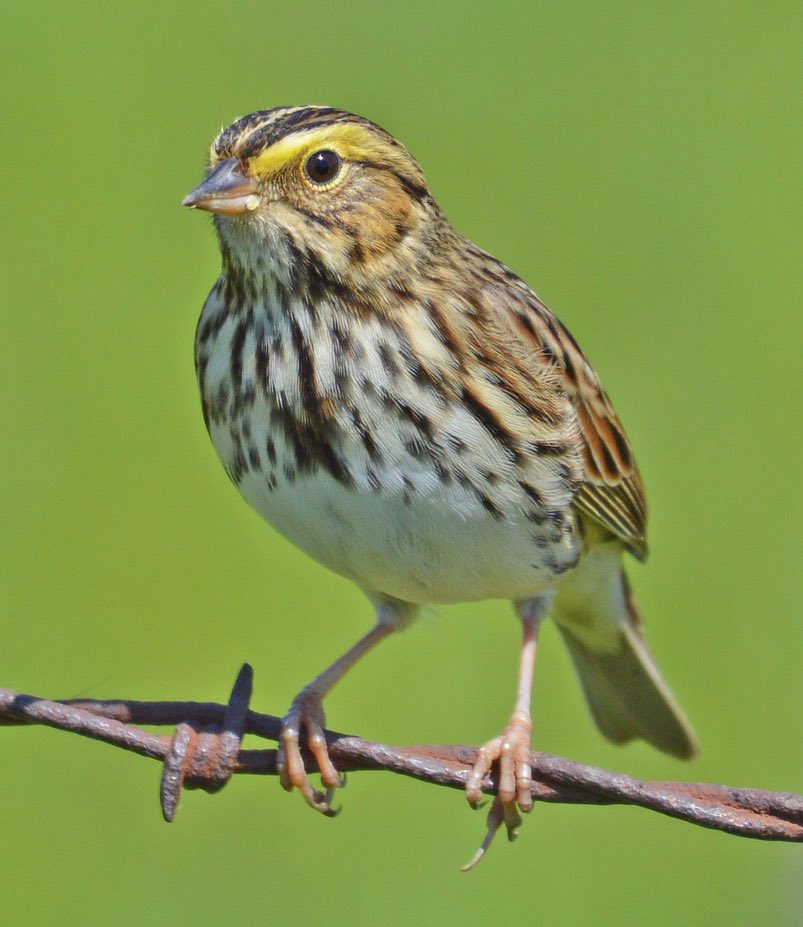 Screen Shot 2016-04-08 at 2.50.00 PM