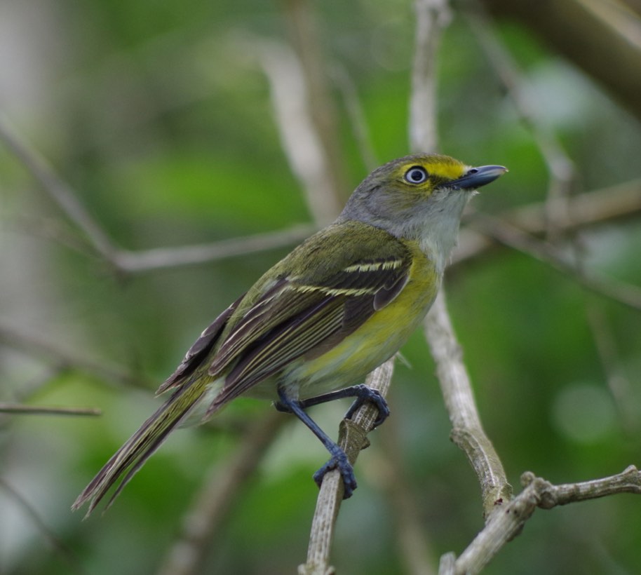 White-eyed Vireo. Simon Kiacz/Macaulay Library. 6 Apr 2016. eBird S28787651