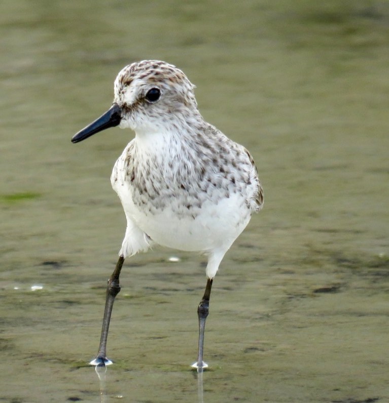 Semipalmated Sandpiper. John van Dort/Macaulay Library. 3 Apr 2016. eBird S28743088