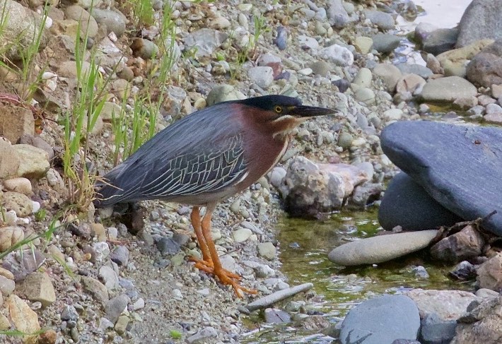 Green Heron. Ed Harper/Macaulay Library. 11 Apr 2016. eBird S28894655