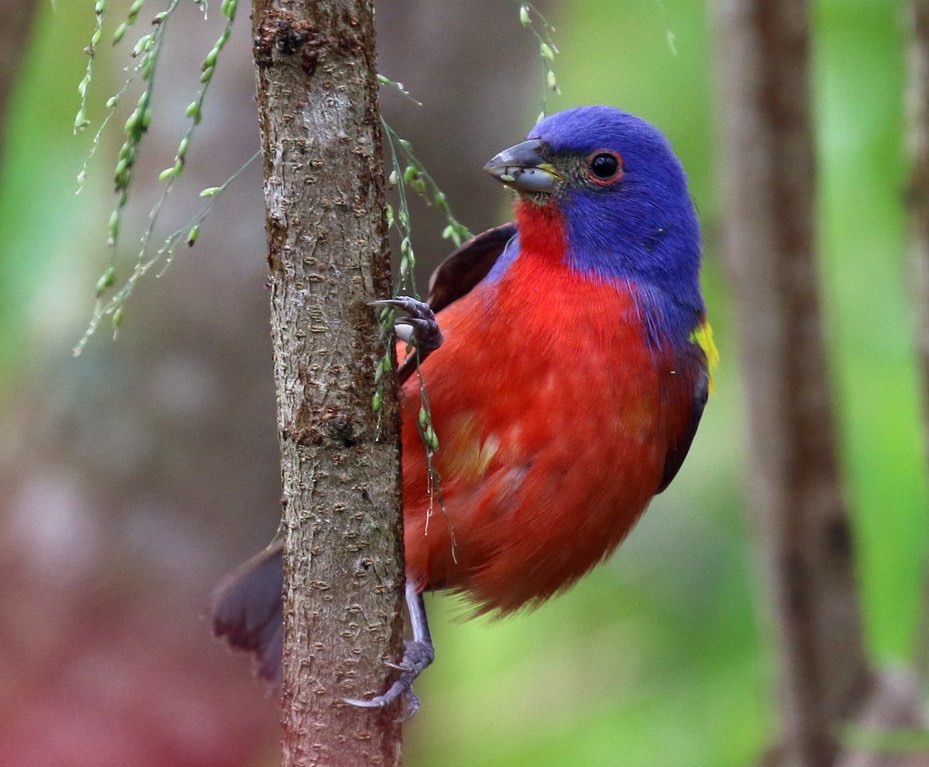 Painted Bunting. Dan Jones/Macaulay Library. 13 Apr 2016. eBird S28930957