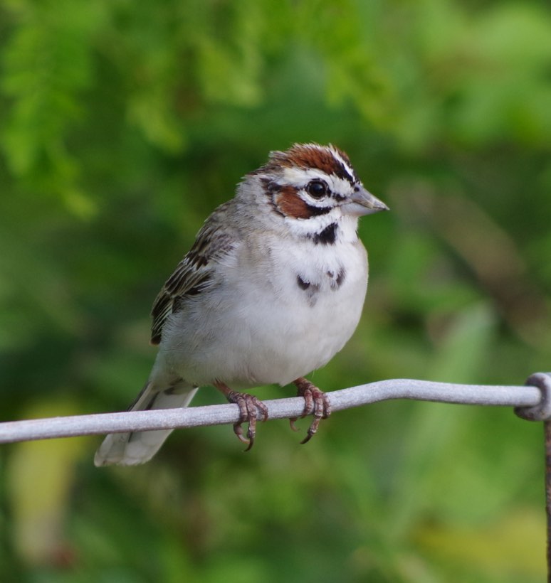 Lark Sparrow. Simon Kiacz/Macaulay Library. 6 Apr 2016. eBird S28786946