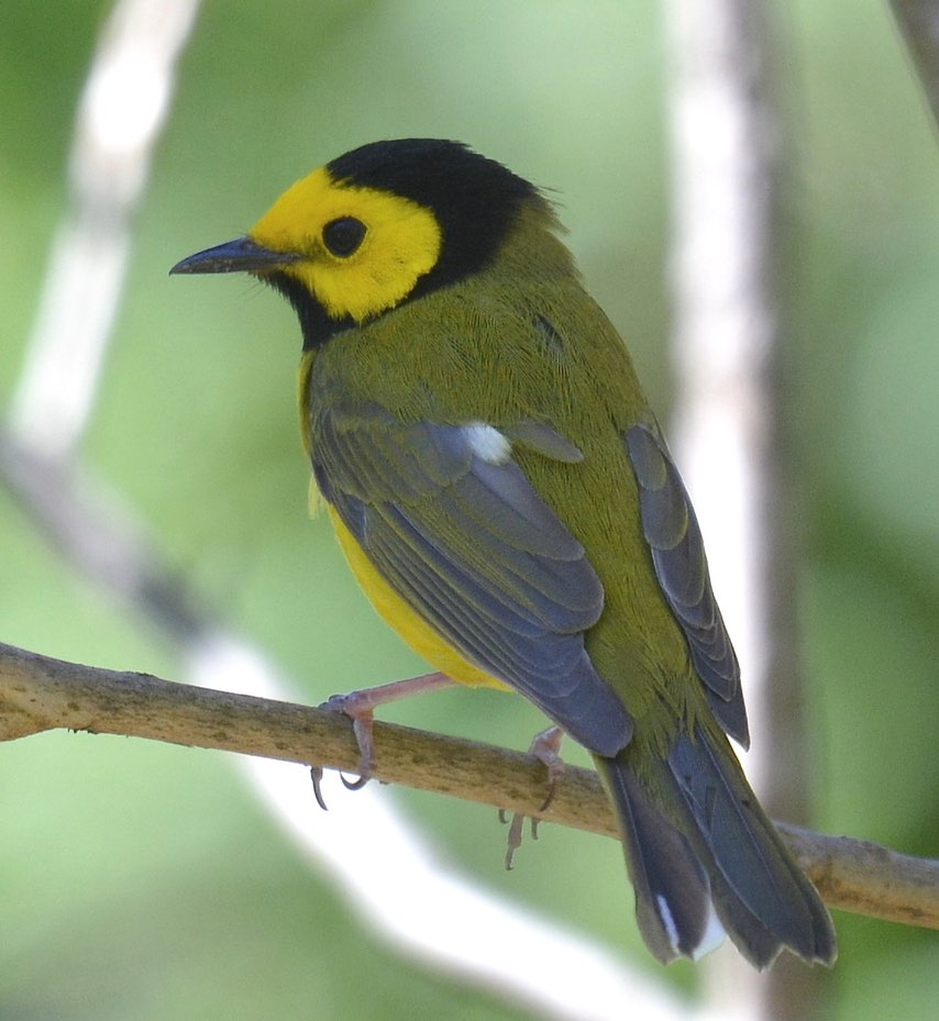 Screen Shot 2016-04-22 at 11.00.52 AM