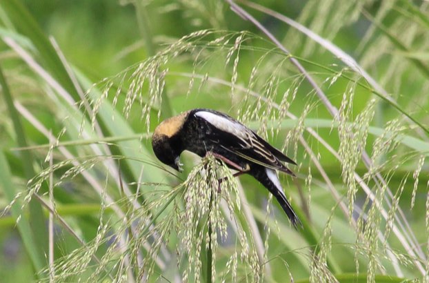 Screen Shot 2016-04-22 at 11.04.08 AM